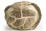 Colorful Fossil Tortoise (Stylemys) - South Dakota #316911-3